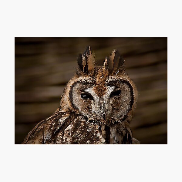 Item preview, Long Eared Owl designed and sold by KWTImages.