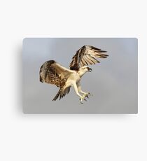 Osprey (Pandion haliaetus) Canvas Print