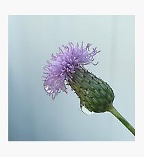 Raindrops on a Thistle Photographic Print