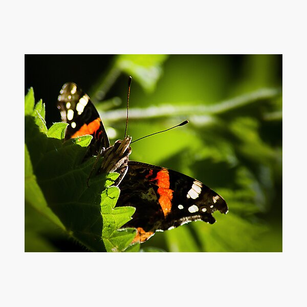 Red Admiral Photographic Print