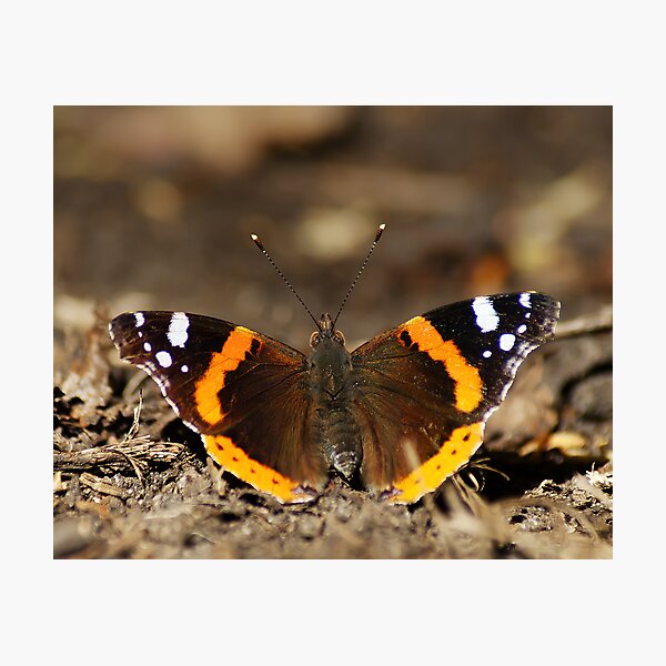 Red Admiral Photographic Print