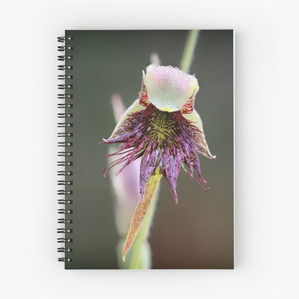 Item preview, Purplish Beard Orchid designed and sold by ausnative.