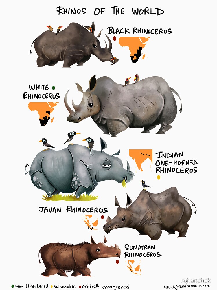 Poaching перевод. картинка rhino in clothes for kids. Animals of india 5 класс spotlight. Rhino загадка. чёрный носорог и белый носорог отличие.