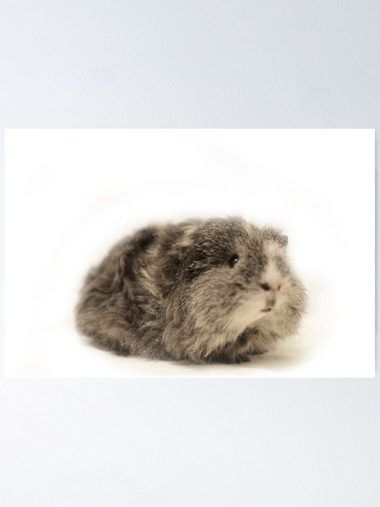 Poster Cochon D Inde Mignon Bebe Gris Par Emlosin Redbubble
