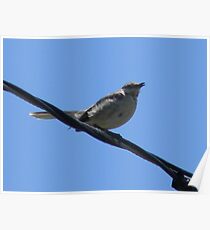 Mockingbird Fledgling Sang Too! Poster