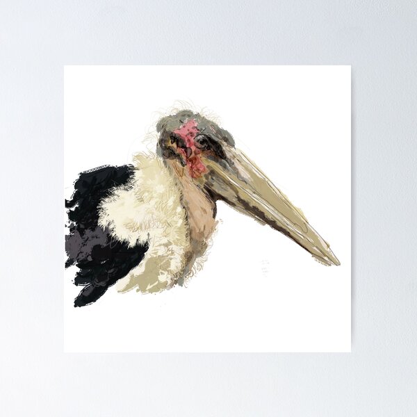 Marabou bird Poster