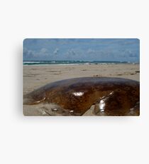 jellyfish peregian Canvas Print