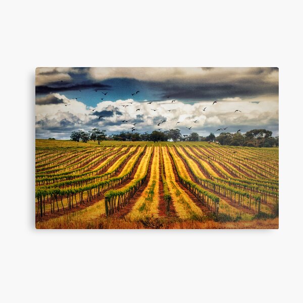 grapevines and birds Metal Print