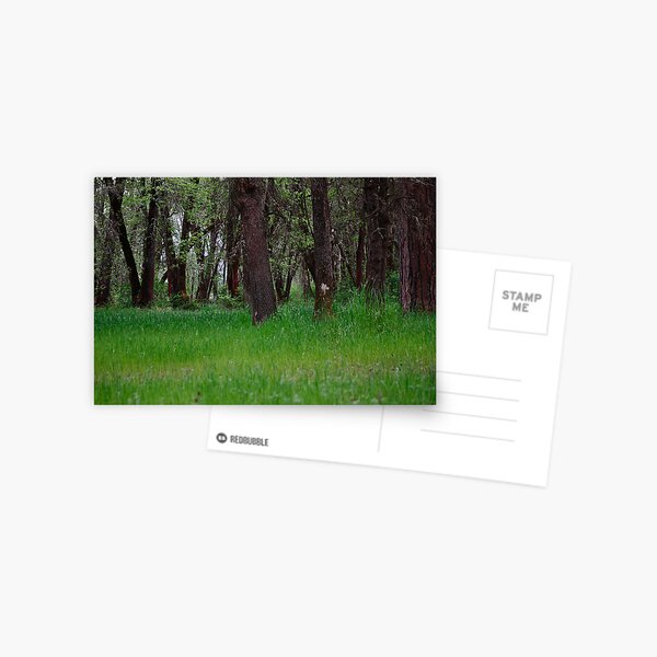 River Meadow Postcard