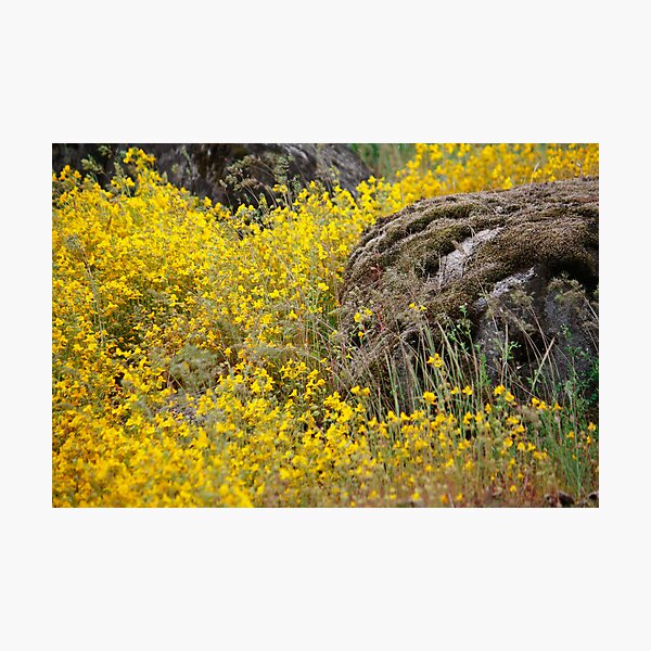 Yellow River Photographic Print