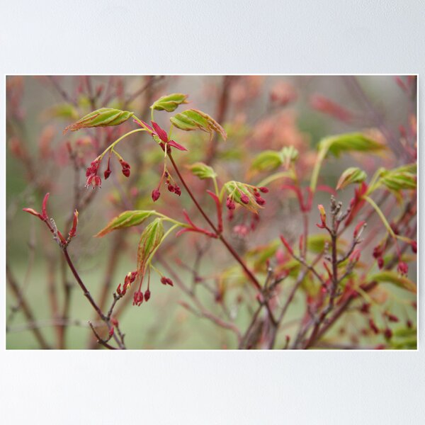 Item preview, Counting the scattered stars designed and sold by WalnutHill.