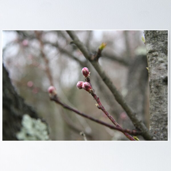 Item preview, Blossom Kissed designed and sold by WalnutHill.