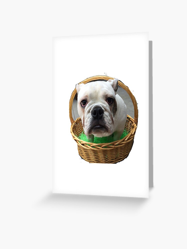 bulldog easter basket