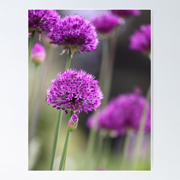 Item preview, Allium Forest designed and sold by Chrisdor.