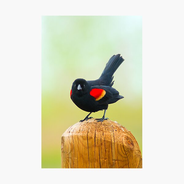 Showing His True Colors Photographic Print