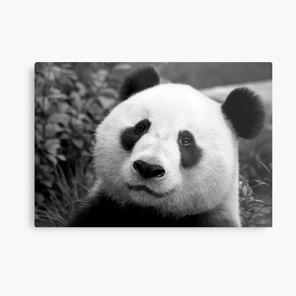 Giant Panda Metal Print