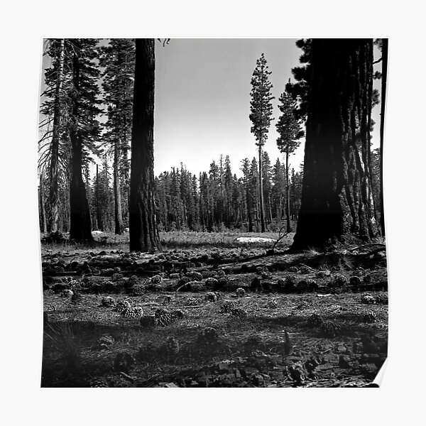 Near Hetch-Hetchy in Yosemite N.P. Poster