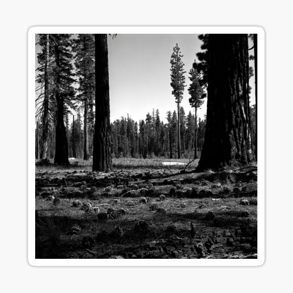 Near Hetch-Hetchy in Yosemite N.P. Sticker
