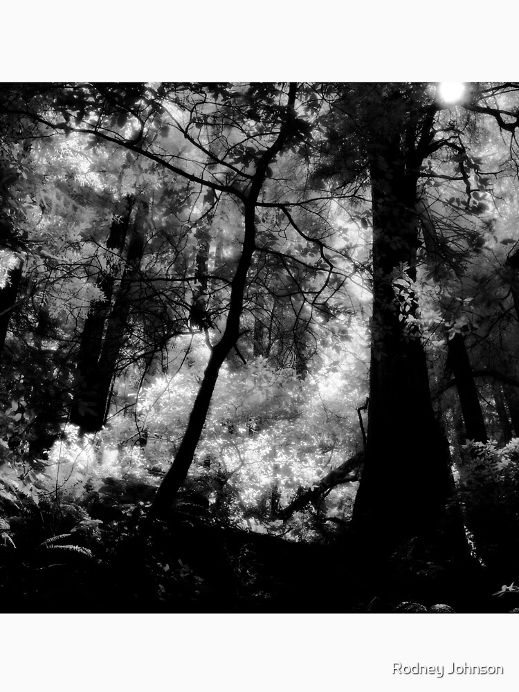Hillside Trail, Muir Woods National Monument by rodneyj46
