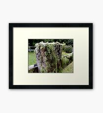Moss/Lichen on fence Post? Framed Print