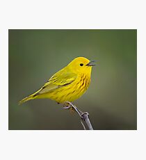 Yellow Warbler Photographic Print
