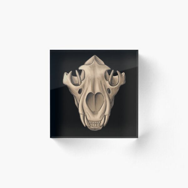 Lion skull front view Acrylic Block