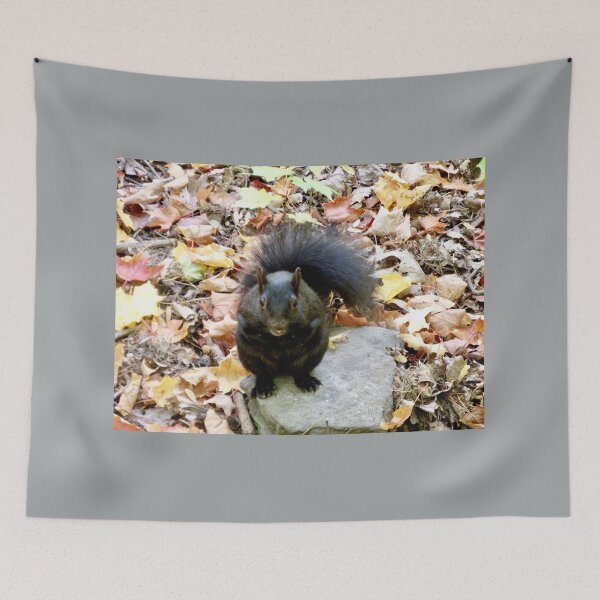 Item preview, Black Squirrel designed and sold by Shulie1.