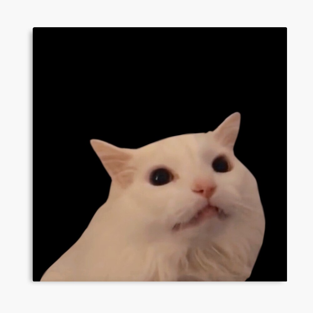 White Cat Table Memes Imgflip