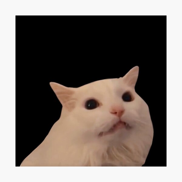 White Cat Meme GIFs