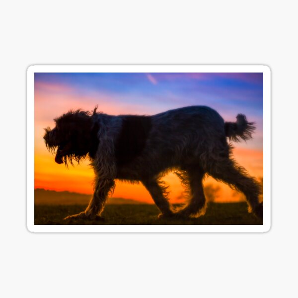 Spinone Sunset Strolling Sticker