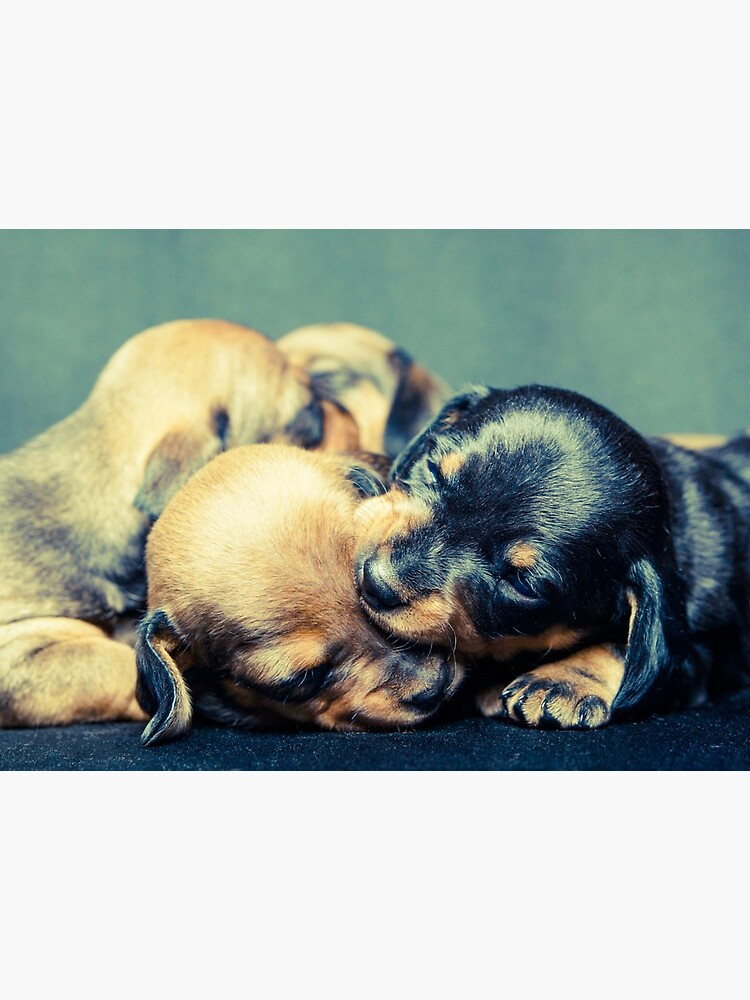 adorable dachshund puppies