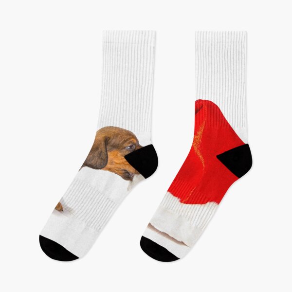 Aperçu de l'œuvre Chiot teckel mordant le bonnet de Noel créée et vendue par srgreen.