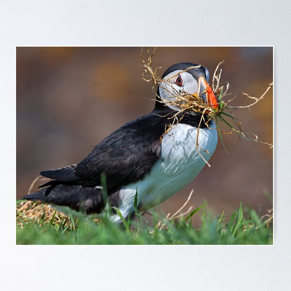 Item preview, Making a puffin pad designed and sold by Shaun Whiteman.