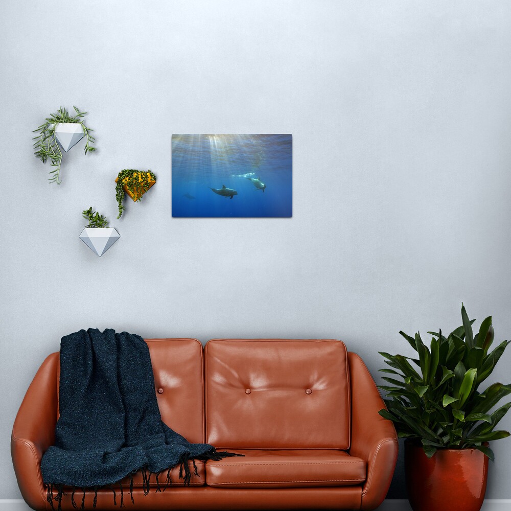 Turisops at Sunset Metal Print