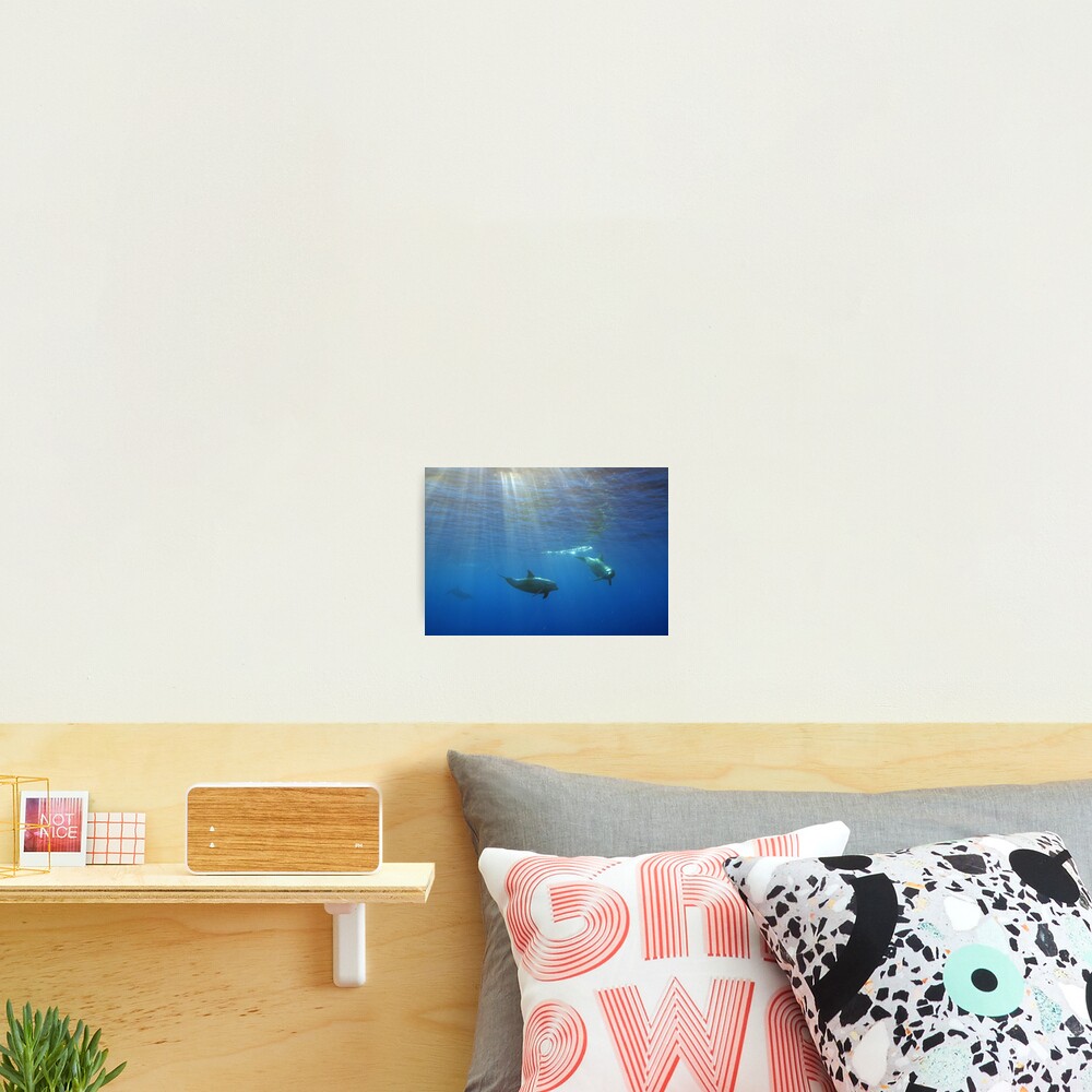 Turisops at Sunset Photographic Print