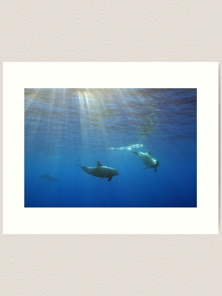 Alternate view of Turisops at Sunset Art Print