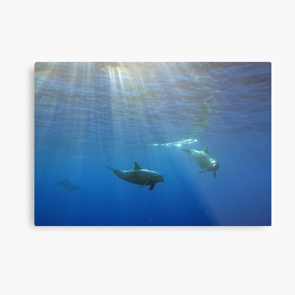 Turisops at Sunset Metal Print