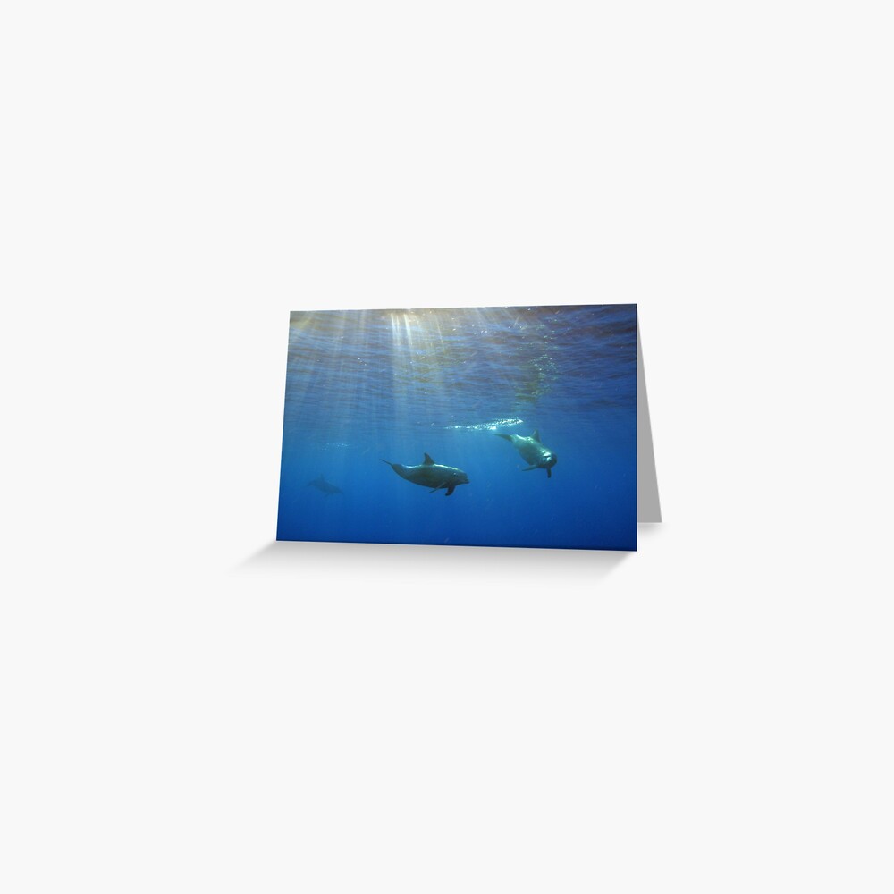 Turisops at Sunset Greeting Card