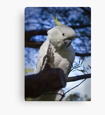 Hello cocky Canvas Print