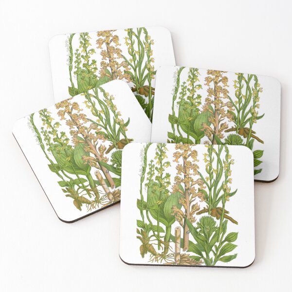 Item preview, Orchid, Twayblade, Neottia, Listera, Lady’s Tresses, Spiranthes Victorian Botanical Illustration designed and sold by simpson92.