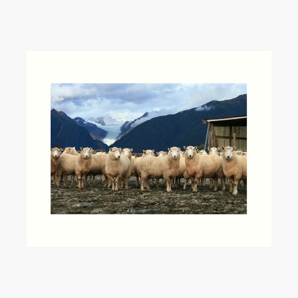 Item preview, sheepyards  fox glacier  south westland  nz designed and sold by rina sjardin-thompson.