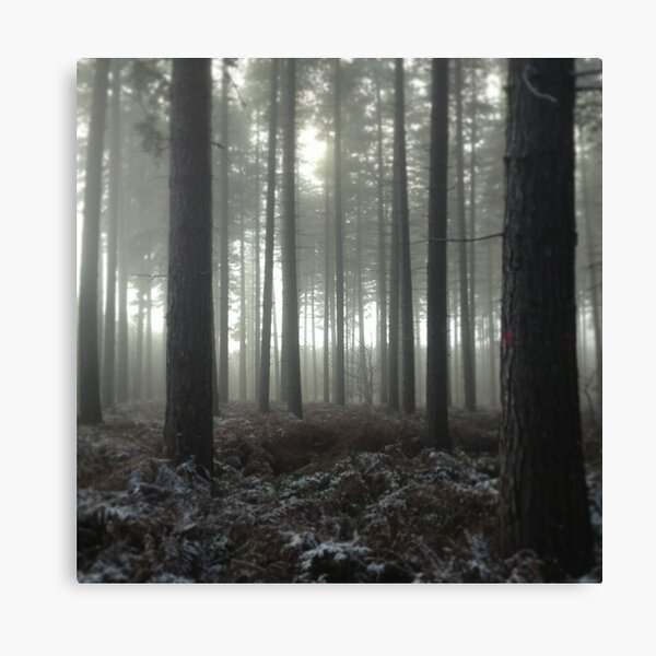 Sherwood Forest Canvas Print
