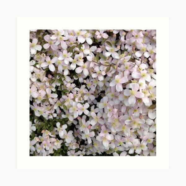 Blossom Art Print