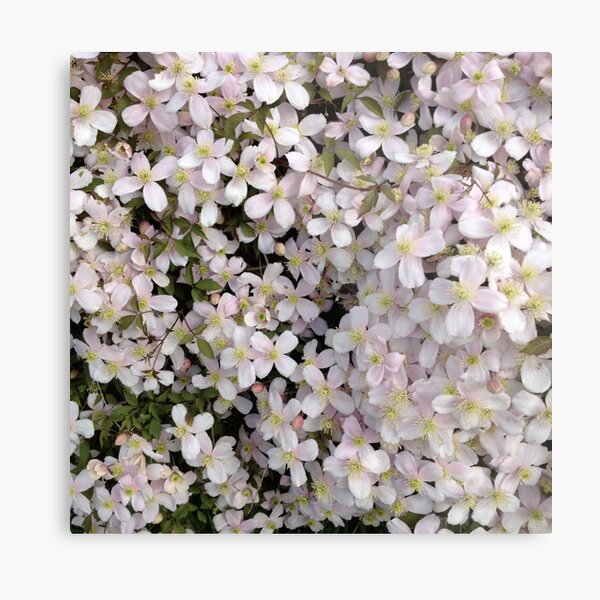 Blossom Metal Print