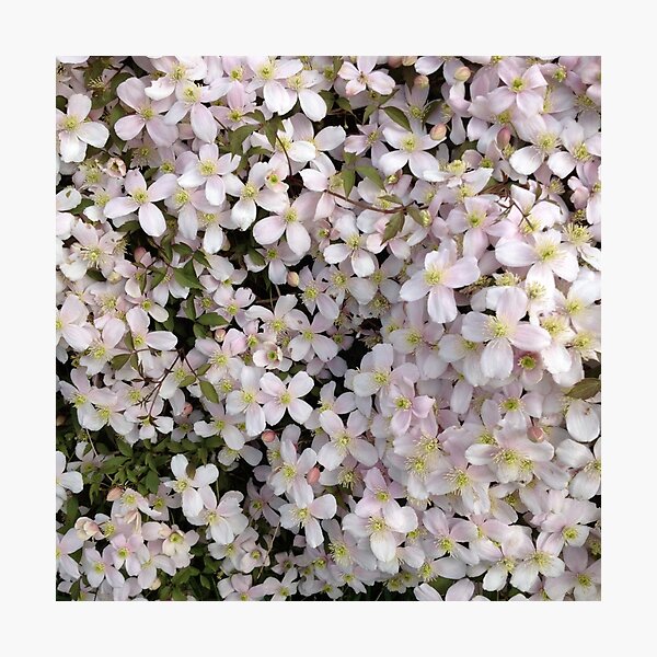 Blossom Photographic Print