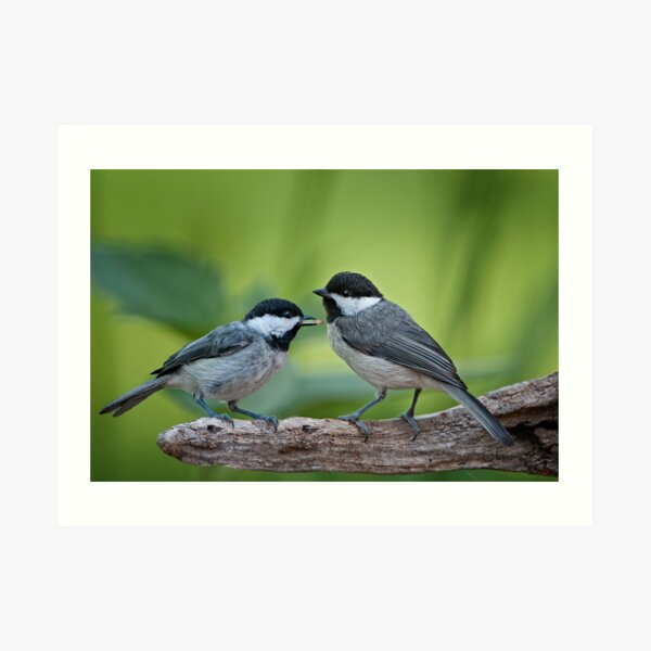 Want to share my lunch? Art Print