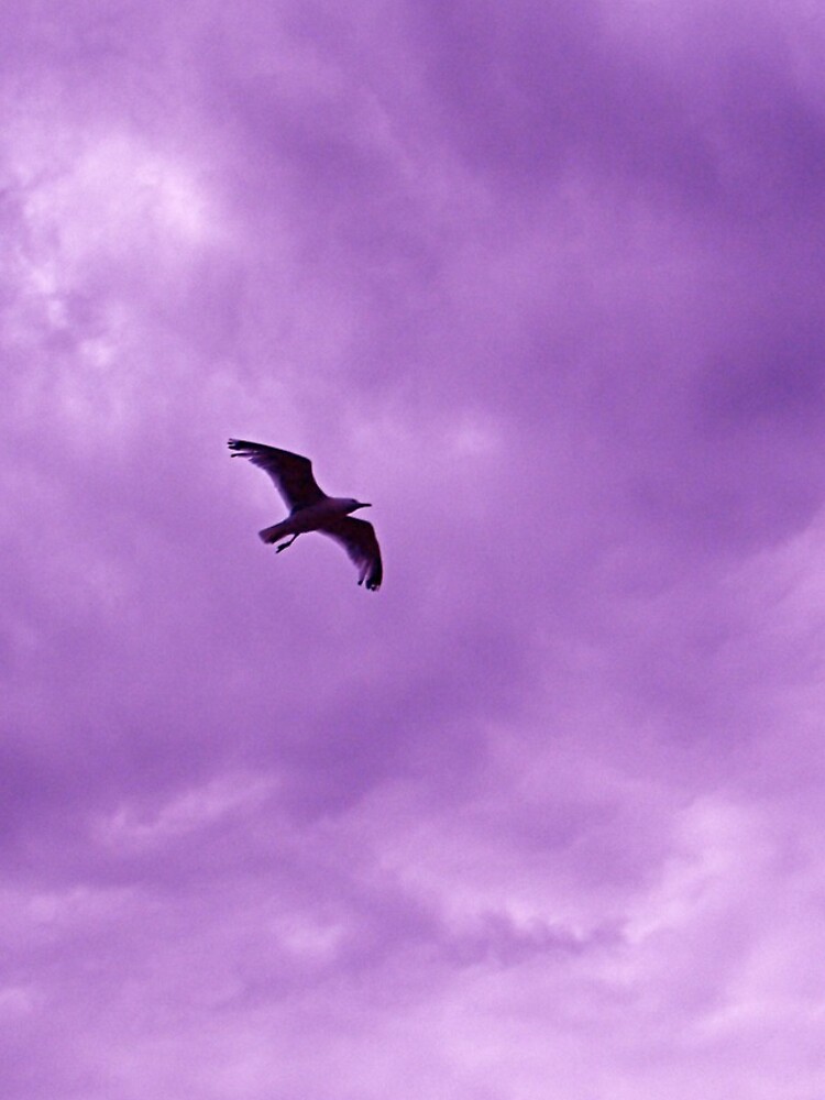 Bird in the sky 2 by robsteadman