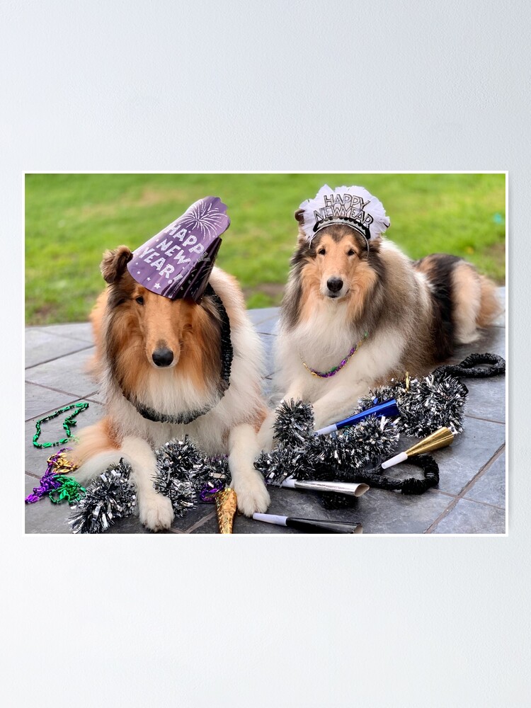 Happy New Year! New Year Collies