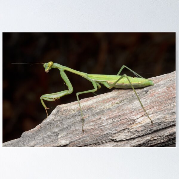 False Garden Mantis - Pseudomantis albofimbriata Poster