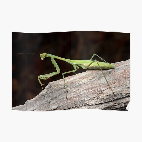 False Garden Mantis - Pseudomantis albofimbriata Poster